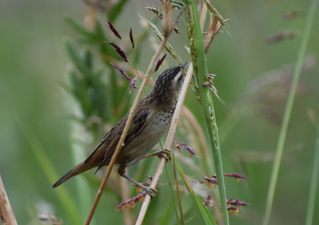 Forapaglie comune ?  S,  Acrocephalus schoenobaenus